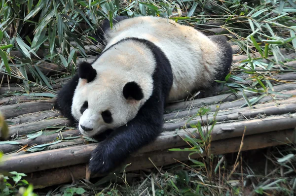 大熊猫 免版税图库图片