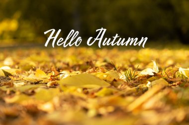 Sonbahar güneşli bir günde önplanda güzel sarı altın yapraklar. Parkta çok renkli yapraklar var.