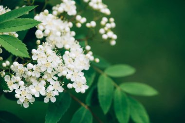 Çiçekler açan pembe dallı narin pembe arka planda parıldayan
