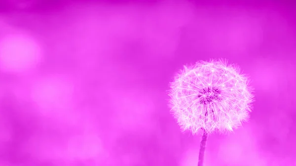 Flor de diente de león con semillas esponjosas minimalista color de fondo terciopelo violeta. Espacio de copia de marco horizontal —  Fotos de Stock
