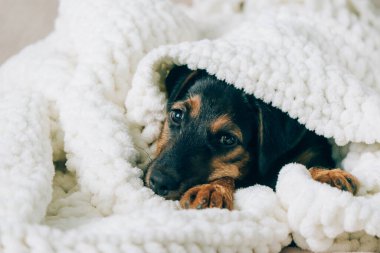 Köpek cinsi, hafif arka planda bir teriyer. Küçük bir köpek yavrusu, tatlım, yumuşak bir battaniyenin içinde yatıyor, battaniyeye gizlenmiş..