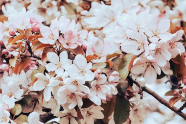 Çiçekler açan pembe dallı narin pembe arka planda parıldayan