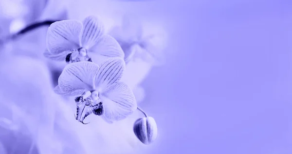 Güzel mor orkideler, yakın plan, moda renk çok peri. Kopyalama alanı olan seçici odak çerçevesi — Stok fotoğraf