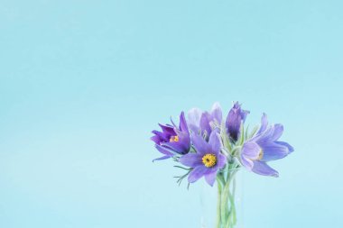 Bouquet of spring flowers. Snowdrop or lumbago on light blue background with copy space horizontal frame