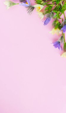 Çeşitli bahar çiçekleri, kardamlası lumbago crocus 'un şenlikli bahar bedeni. Pastel pembe arkaplan kopyalama alanı