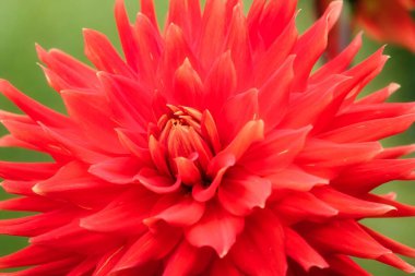 Kırmızı yapraklı Dahlia çiçeği