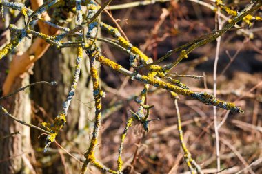 Dallarda güzel renkli yosunlar