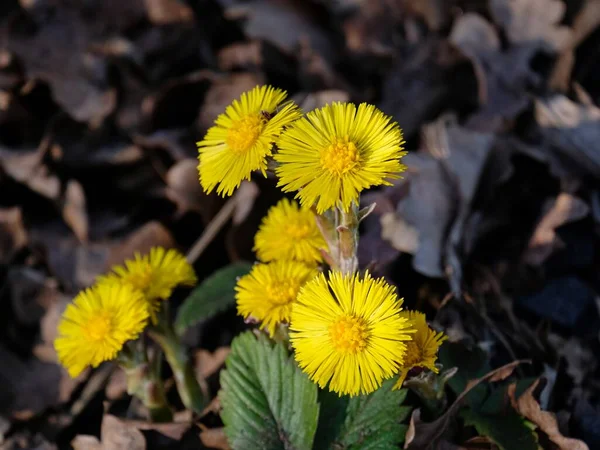 Blooming Coltsfoot Spring Beautifully Yellow Petals — Stock Photo, Image