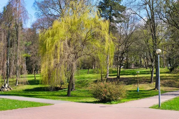 Прекрасно Зелена Трава Міському Парку Весняний День Парку — стокове фото