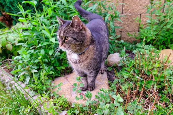 Magnifique Portrait Chat Chat Tient Dans Jardin Sur Fond Fleurs — Photo