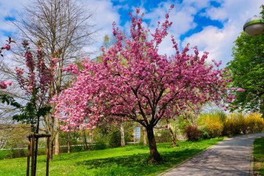 Çiçekli sakura. Baharda çiçek açan kirazlar ve yeşil çimlerle güzel bir park.