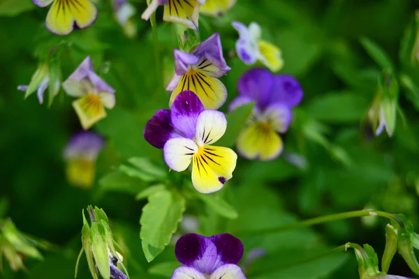 Pansies — Stock Photo, Image