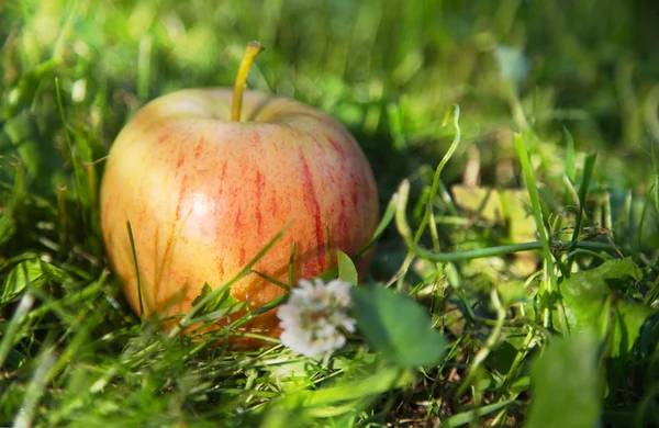 Apple a napfény — Stock Fotó