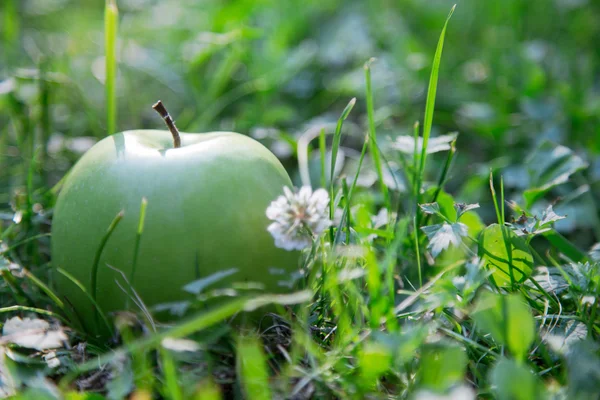 हिरवा सफरचंद — स्टॉक फोटो, इमेज