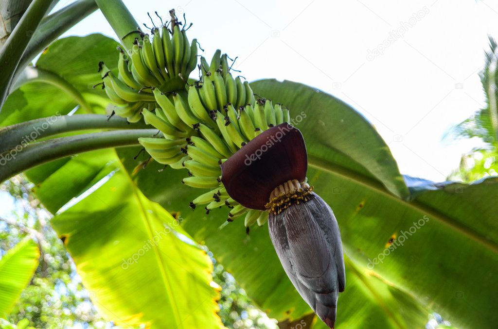 Banana tree in Asia