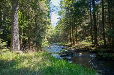 Ormandaki güzel ve huzurlu dere