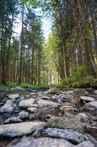 Küçük, huzurlu bir derenin ortasından bak. Güzel bir ormanla çevrili. Doğa ve turizm kavramı.