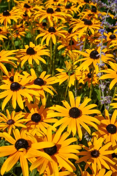 Wonderful Yellow Flowers Blooming Field Summer Autumn Background Stock Photo