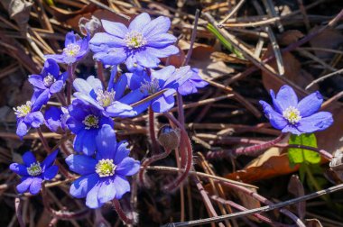 Sarı damgalı mavi bahar çiçeği