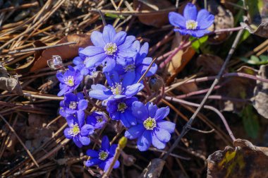 Sarı damgalı mavi bahar çiçeği