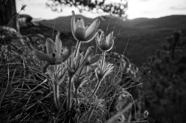 Černobílý Záběr Krásná Květina Rakouské Horské Krajině Krásný Výhled Pozadí — Stock fotografie