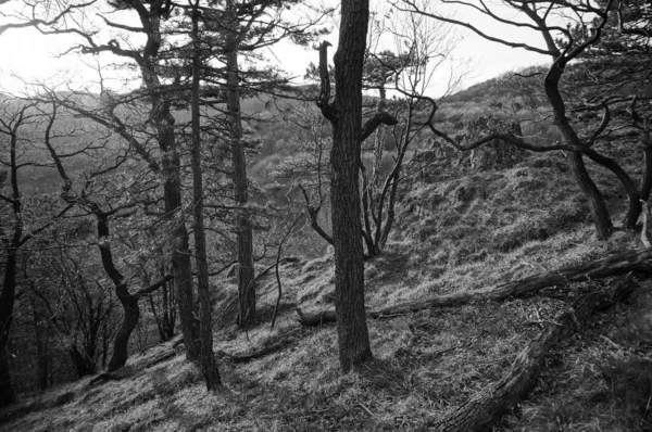 Krásná Scenérie Borovém Lese Rakousku Černobílá Fotografie Černobílý — Stock fotografie