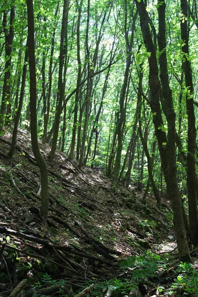 Beau Sentier Randonnée Forêt — Photo