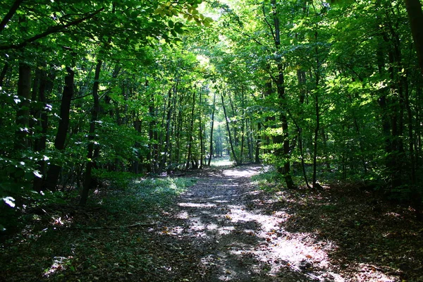 Hermoso Sendero Bosque —  Fotos de Stock