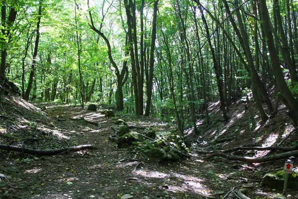 Schöner Wanderweg Wald — Stockfoto