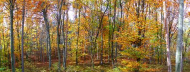 Sonbahar ormanlarının panoramik manzarası. Hoş, sıcak güneş ışığıyla manzaralı bir yer. Sonbahar Doğası Arkaplanı.