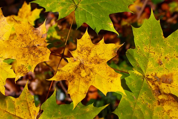 Licença Amarela Rodeada Folhas Verdes Ramo Outono Natureza Fundo — Fotografia de Stock