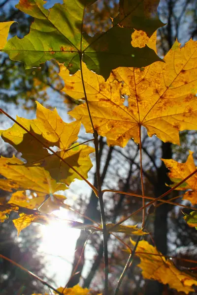 Quelques Feuilles Jaunes Sur Branche Contre Ciel Bleu Automne Nature — Photo