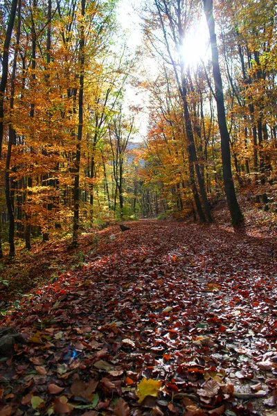 Trilha Caminhadas Idílicas Outono Totalmente Coberto Folhas Outono Natureza Fundo — Fotografia de Stock