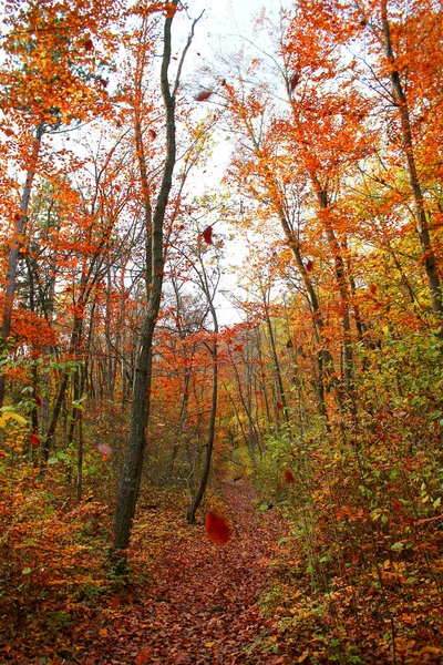 Krásná Pěší Stezka Nádherném Podzimním Lese Podzimní Pozadí Přírody — Stock fotografie