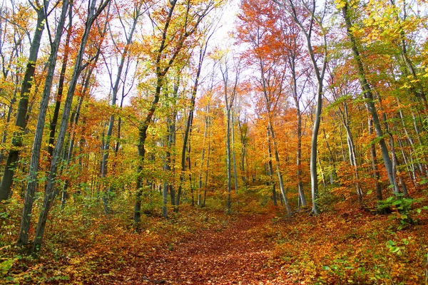 Trilha Caminhadas Idílicas Outono Totalmente Coberto Folhas Outono Natureza Fundo — Fotografia de Stock