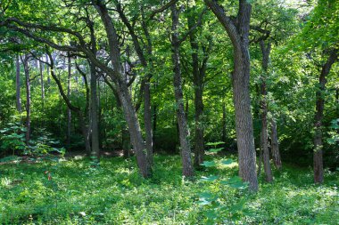 Avusturya 'daki güzel yeşil orman.