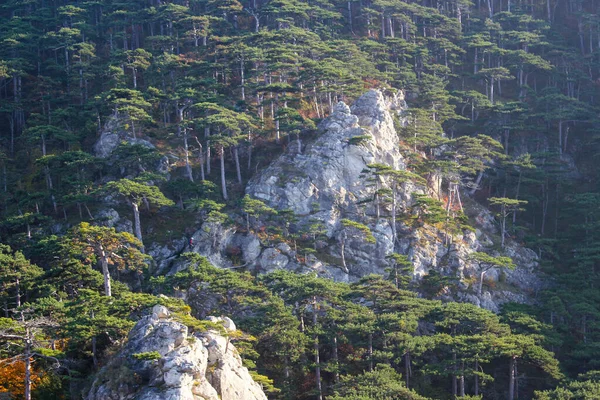 Montaña Escalada Rodeada Bosque Pinos Moedling Baja Austria Austria — Foto de Stock