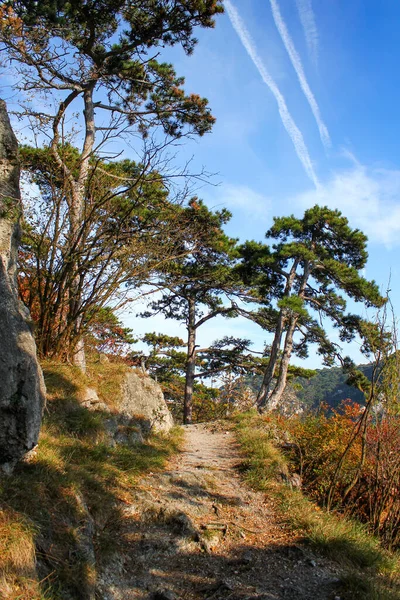 Nádherná Idylická Turistická Stezka Borovém Lese Barevná Podzimní Krajina Krásné — Stock fotografie