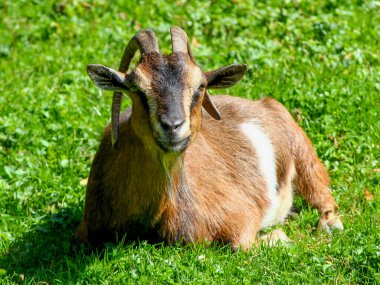 Kahverengi bir keçi çayırda oturmuş güneşe emrediyor.