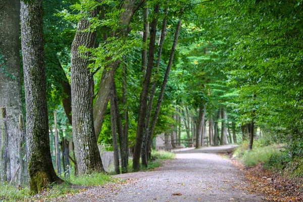 Krásná Krajina Turistická Stezka Starém Lese — Stock fotografie