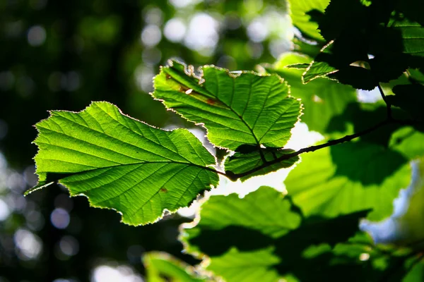 Groene Bladeren Takken Het Zonlicht Natuur Achtergrond — Stockfoto