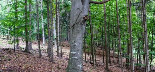 Vue Panoramique Des Arbres Dans Forêt — Photo