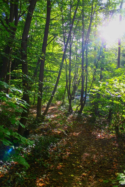 Δάσος Μικρό Μονοπάτι Πεζοπορίας Και Λαμπερό Ήλιο Που Λάμπει Μέσα — Φωτογραφία Αρχείου