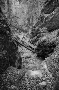 Ormandaki muhteşem dik yürüyüş yolu Aşağı Avusturya 'daki Steinwandklamm. Viyana yakınlarında harika bir gündüz gezisi. Turizm ve Seyahat konsepti. Siyah ve Beyaz fotoğrafçılık.