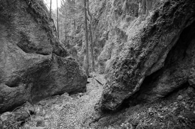 Ormanda harika bir yürüyüş parkuru. Steinwandklamm, Aşağı Avusturya 'da. Viyana yakınlarında harika bir gündüz gezisi. Turizm ve Seyahat konsepti. Siyah ve Beyaz fotoğrafçılık.