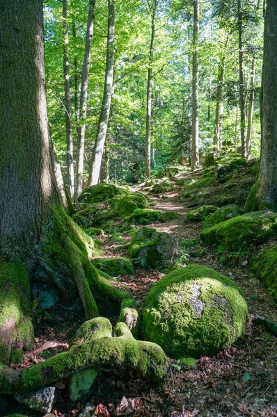 Paysage Calme Dans Forêt Petit Sentier Idyllique Bordé Vieux Arbres — Photo