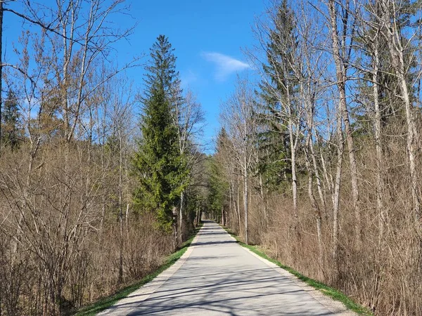 Malá Cesta Vedoucí Lesem Jarním Čase Jasná Modrá Obloha Zelené — Stock fotografie