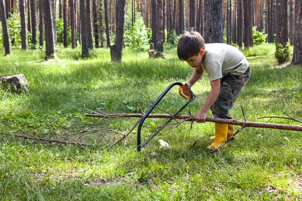 Boy sawing branches Stock Photo