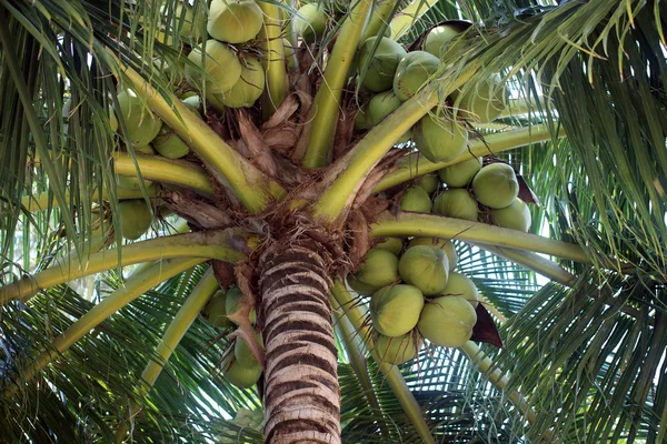 Coconut palm — Stockfoto