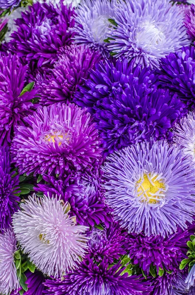 asters
